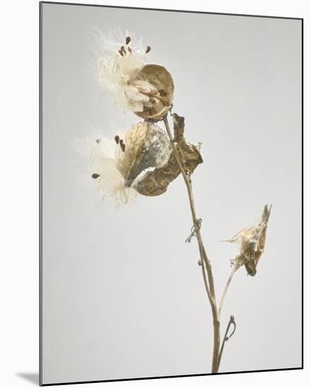 Milkweed - Tan-Chris Dunker-Mounted Art Print