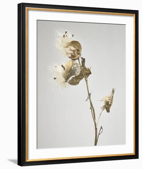 Milkweed - Tan-Chris Dunker-Framed Art Print