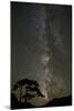 Milky Way and silhouetted tree, Ouray, Colorado-Adam Jones-Mounted Photographic Print