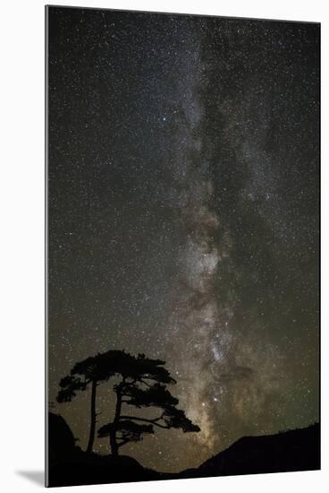 Milky Way and silhouetted tree, Ouray, Colorado-Adam Jones-Mounted Photographic Print