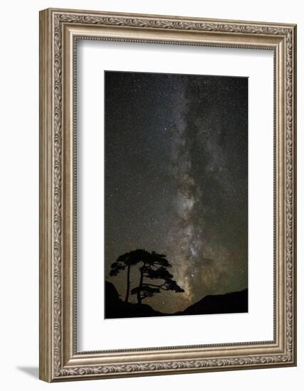 Milky Way and silhouetted tree, Ouray, Colorado-Adam Jones-Framed Photographic Print