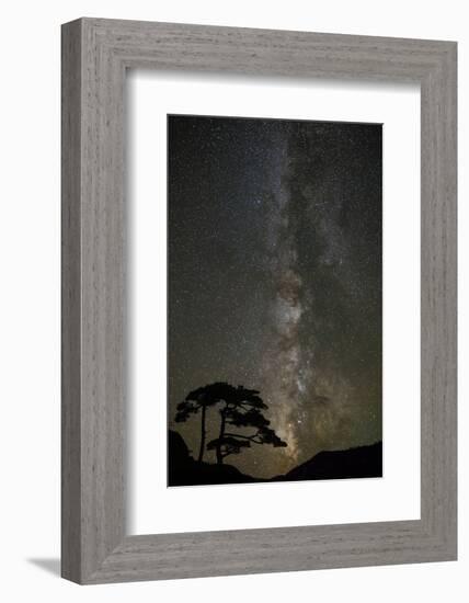 Milky Way and silhouetted tree, Ouray, Colorado-Adam Jones-Framed Photographic Print