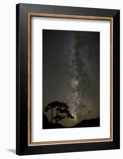 Milky Way and silhouetted tree, Ouray, Colorado-Adam Jones-Framed Photographic Print