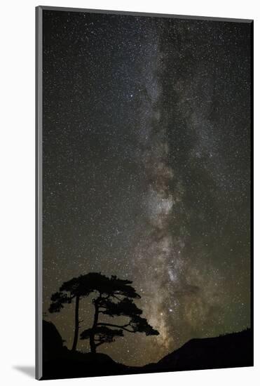 Milky Way and silhouetted tree, Ouray, Colorado-Adam Jones-Mounted Photographic Print