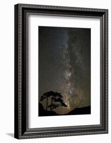 Milky Way and silhouetted tree, Ouray, Colorado-Adam Jones-Framed Photographic Print