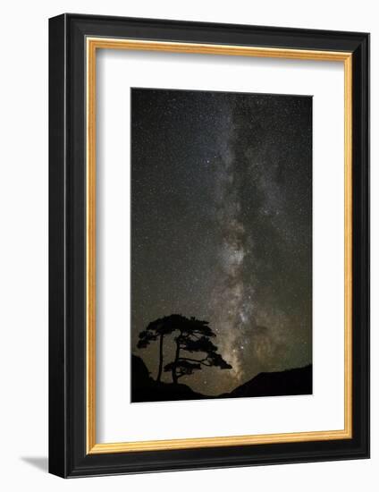 Milky Way and silhouetted tree, Ouray, Colorado-Adam Jones-Framed Photographic Print