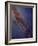 Milky Way Galaxy-Stocktrek Images-Framed Photographic Print