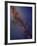 Milky Way Galaxy-Stocktrek Images-Framed Photographic Print