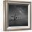 Milky Way in Botany Bay-Moises Levy-Framed Photographic Print