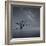 Milky Way in Botany Bay-Moises Levy-Framed Photographic Print