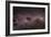 Milky Way-Dr. Fred Espenak-Framed Photographic Print