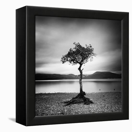 Millarrochy Tree-Nina Papiorek-Framed Premier Image Canvas