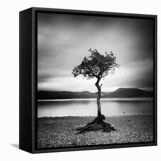 Millarrochy Tree-Nina Papiorek-Framed Premier Image Canvas