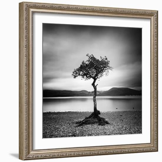 Millarrochy Tree-Nina Papiorek-Framed Photographic Print