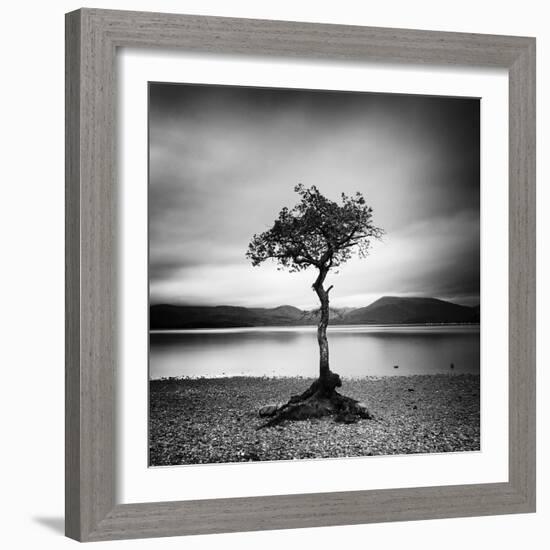 Millarrochy Tree-Nina Papiorek-Framed Photographic Print