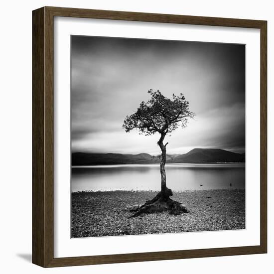 Millarrochy Tree-Nina Papiorek-Framed Photographic Print