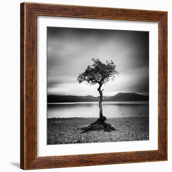 Millarrochy Tree-Nina Papiorek-Framed Photographic Print