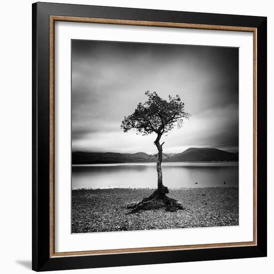 Millarrochy Tree-Nina Papiorek-Framed Photographic Print