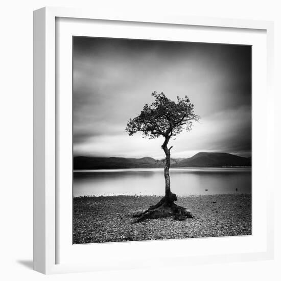 Millarrochy Tree-Nina Papiorek-Framed Photographic Print