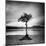 Millarrochy Tree-Nina Papiorek-Mounted Photographic Print