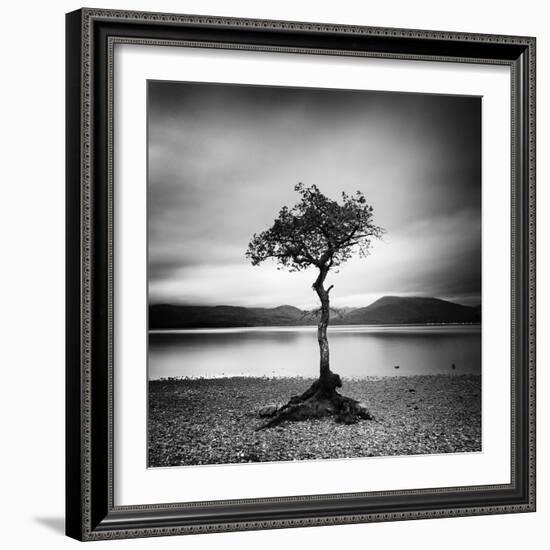 Millarrochy Tree-Nina Papiorek-Framed Photographic Print