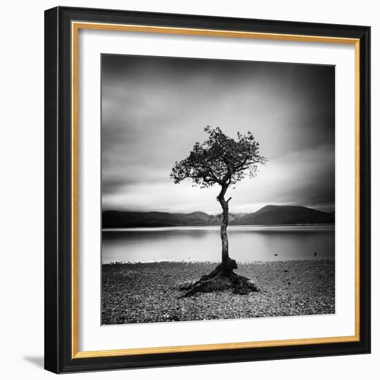 Millarrochy Tree-Nina Papiorek-Framed Photographic Print