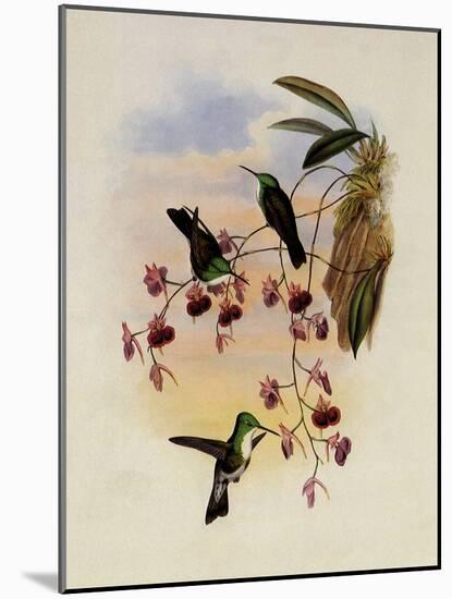 Miller's Emerald, Thaumatias Milleri-John Gould-Mounted Giclee Print