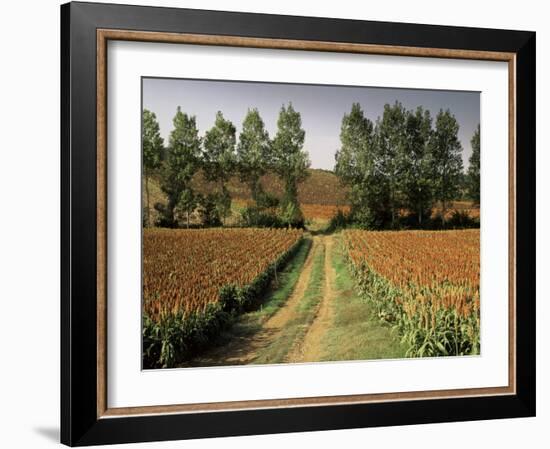 Millet Field Near Condom, Gascony, Midi-Pyrenees, France-Michael Busselle-Framed Photographic Print