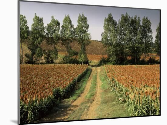 Millet Field Near Condom, Gascony, Midi-Pyrenees, France-Michael Busselle-Mounted Photographic Print