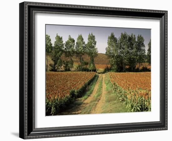 Millet Field Near Condom, Gascony, Midi-Pyrenees, France-Michael Busselle-Framed Photographic Print