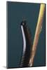 Millipede Climbing a Stem-DLILLC-Mounted Photographic Print