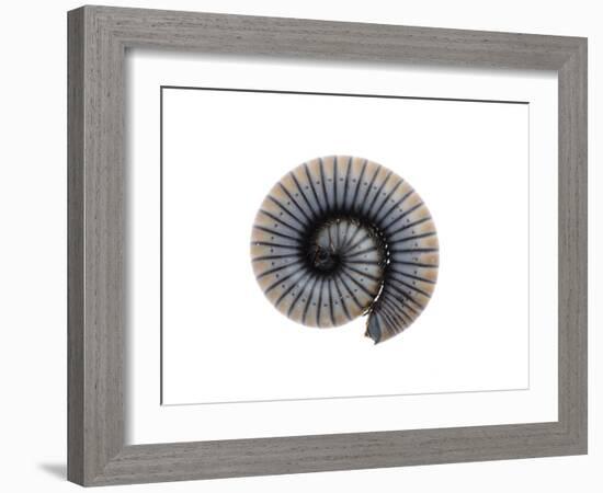 Millipede Rolled Up for Defense, Alicante, Spain-Niall Benvie-Framed Photographic Print