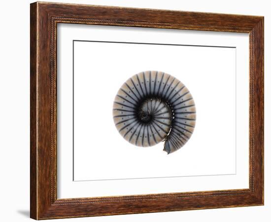 Millipede Rolled Up for Defense, Alicante, Spain-Niall Benvie-Framed Photographic Print