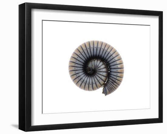 Millipede Rolled Up for Defense, Alicante, Spain-Niall Benvie-Framed Photographic Print