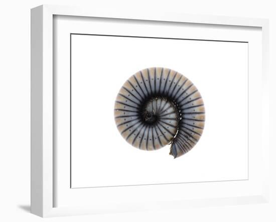 Millipede Rolled Up for Defense, Alicante, Spain-Niall Benvie-Framed Photographic Print