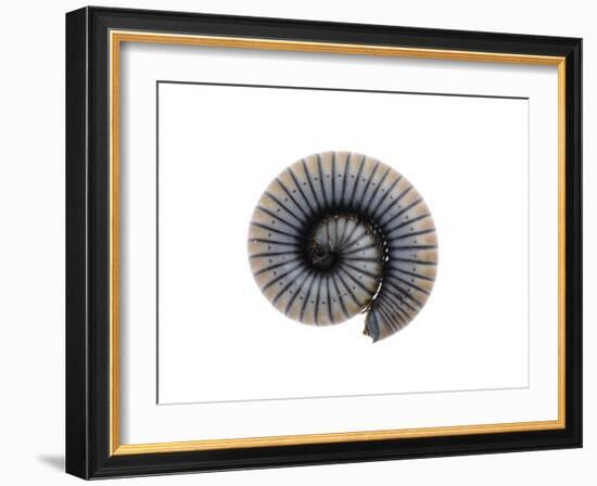 Millipede Rolled Up for Defense, Alicante, Spain-Niall Benvie-Framed Photographic Print