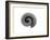 Millipede Rolled Up for Defense, Alicante, Spain-Niall Benvie-Framed Photographic Print