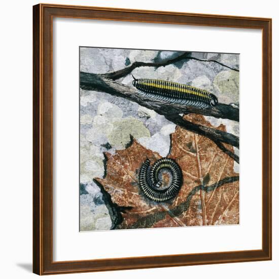 Millipedes (Julus Sp), Diplopoda, Drawing-null-Framed Giclee Print