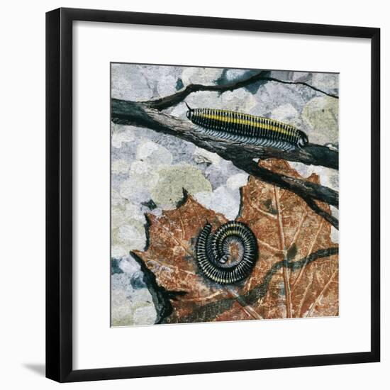 Millipedes (Julus Sp), Diplopoda, Drawing-null-Framed Giclee Print