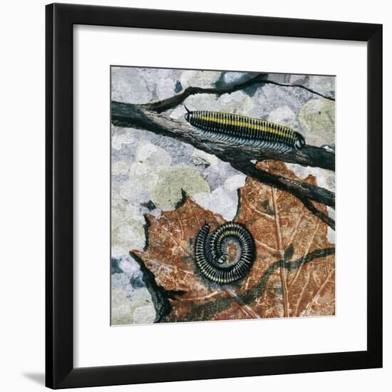 Millipedes (Julus Sp), Diplopoda, Drawing-null-Framed Giclee Print