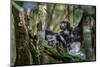 Milne-Edward's sifaka with infant sitting in tree, Madagascar-Nick Garbutt-Mounted Photographic Print
