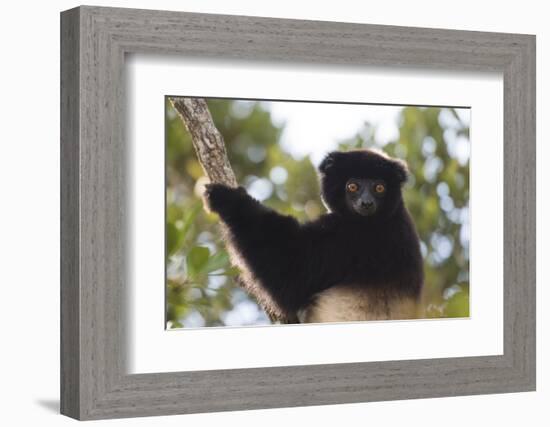 Milne-Edwards Sifaka (Propithecus Edwardsi), Ranomafana National Park, Madagascar Central Highlands-Matthew Williams-Ellis-Framed Photographic Print