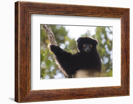Milne-Edwards Sifaka (Propithecus Edwardsi), Ranomafana National Park, Madagascar Central Highlands-Matthew Williams-Ellis-Framed Photographic Print