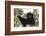 Milne-Edwards Sifaka (Propithecus Edwardsi), Ranomafana National Park, Madagascar Central Highlands-Matthew Williams-Ellis-Framed Photographic Print