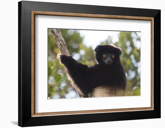 Milne-Edwards Sifaka (Propithecus Edwardsi), Ranomafana National Park, Madagascar Central Highlands-Matthew Williams-Ellis-Framed Photographic Print