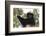 Milne-Edwards Sifaka (Propithecus Edwardsi), Ranomafana National Park, Madagascar Central Highlands-Matthew Williams-Ellis-Framed Photographic Print