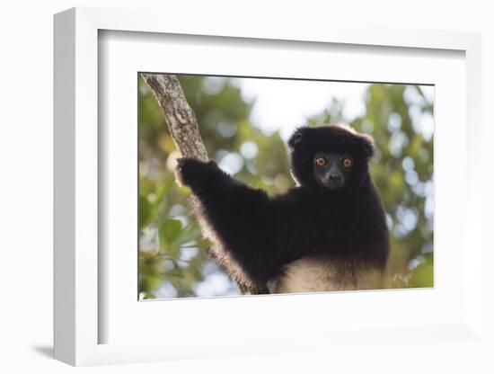 Milne-Edwards Sifaka (Propithecus Edwardsi), Ranomafana National Park, Madagascar Central Highlands-Matthew Williams-Ellis-Framed Photographic Print