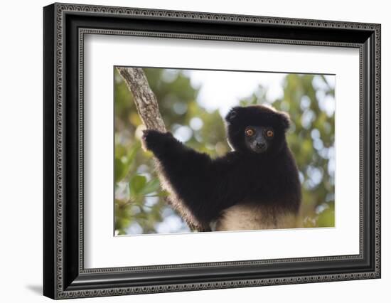 Milne-Edwards Sifaka (Propithecus Edwardsi), Ranomafana National Park, Madagascar Central Highlands-Matthew Williams-Ellis-Framed Photographic Print