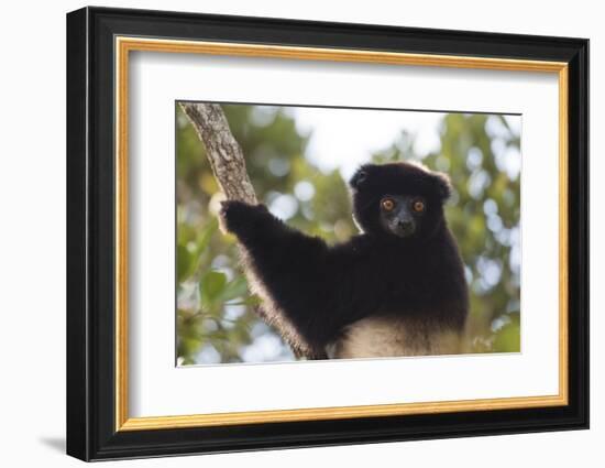 Milne-Edwards Sifaka (Propithecus Edwardsi), Ranomafana National Park, Madagascar Central Highlands-Matthew Williams-Ellis-Framed Photographic Print