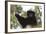 Milne-Edwards Sifaka (Propithecus Edwardsi), Ranomafana National Park, Madagascar Central Highlands-Matthew Williams-Ellis-Framed Photographic Print